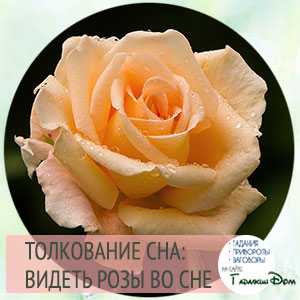 К чему снятся розы