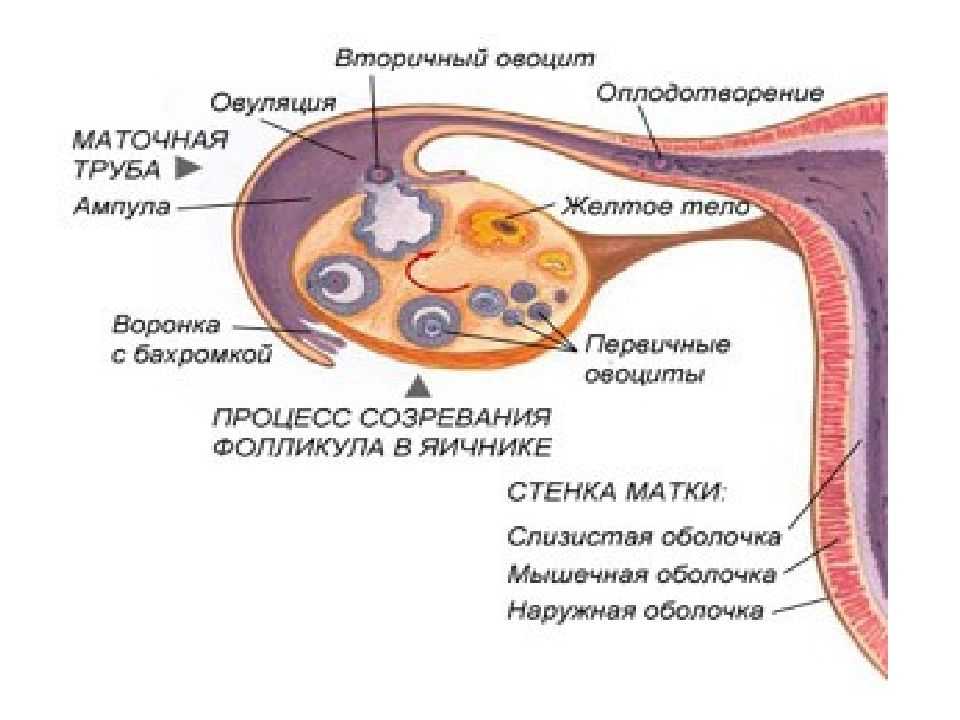 К чему снится половой акт: толкования разных сонников и значений для мужчин и женщин