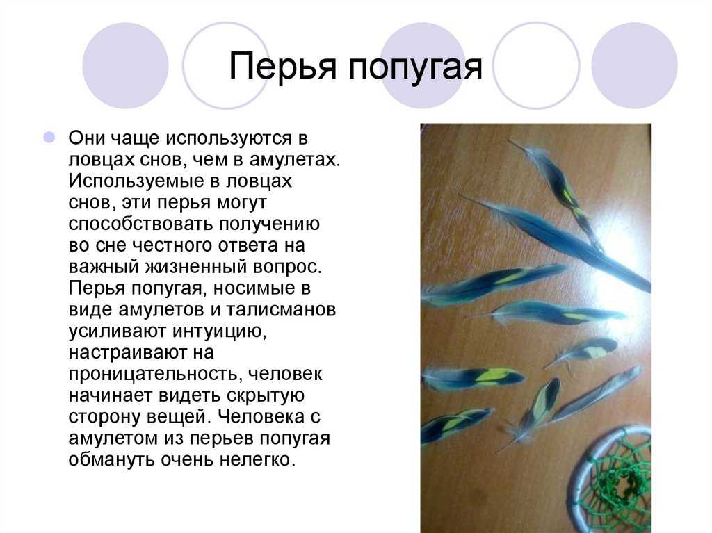 К чему снится перышко белое? топ толкований сна по сонникам