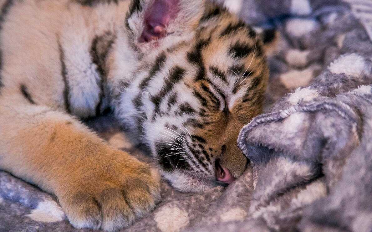 Приснился тигр 🐅 - топ 35 толкований сна 😴 по сонникам: к чему снится ласковый, нападающий, большой или ручной хищник женщине и мужчине в доме и что значит если он убит
