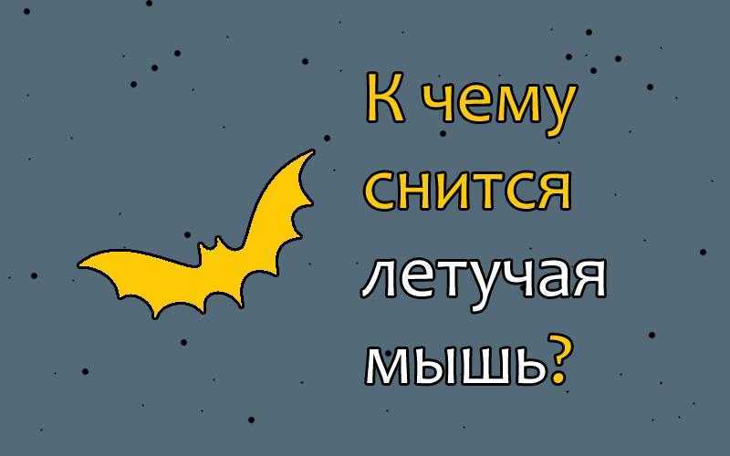 К чему снится летучая мышь. видеть во сне летучая мышь - сонник дома солнца