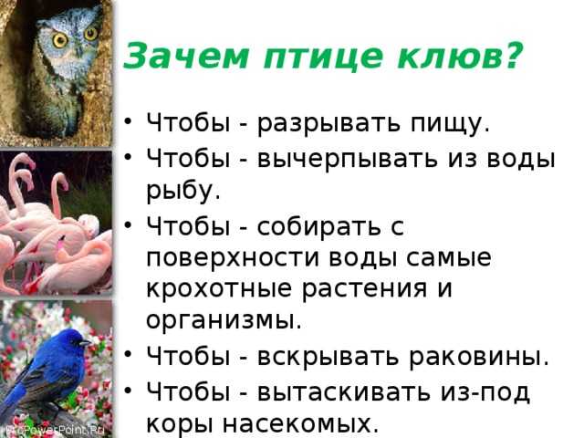 «попугай к чему снится во сне? если видишь во сне попугай, что значит?»