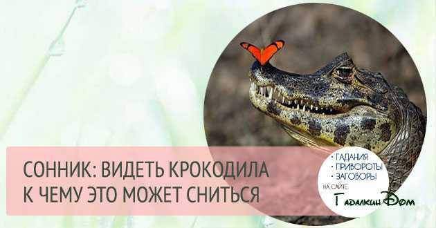 К чему снятся крокодилы. сонники про крокодилов во сне женщины