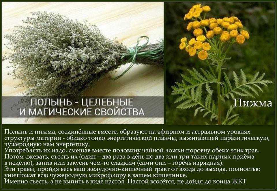 Сонник запах полыни. к чему снится запах полыни видеть во сне - сонник дома солнца