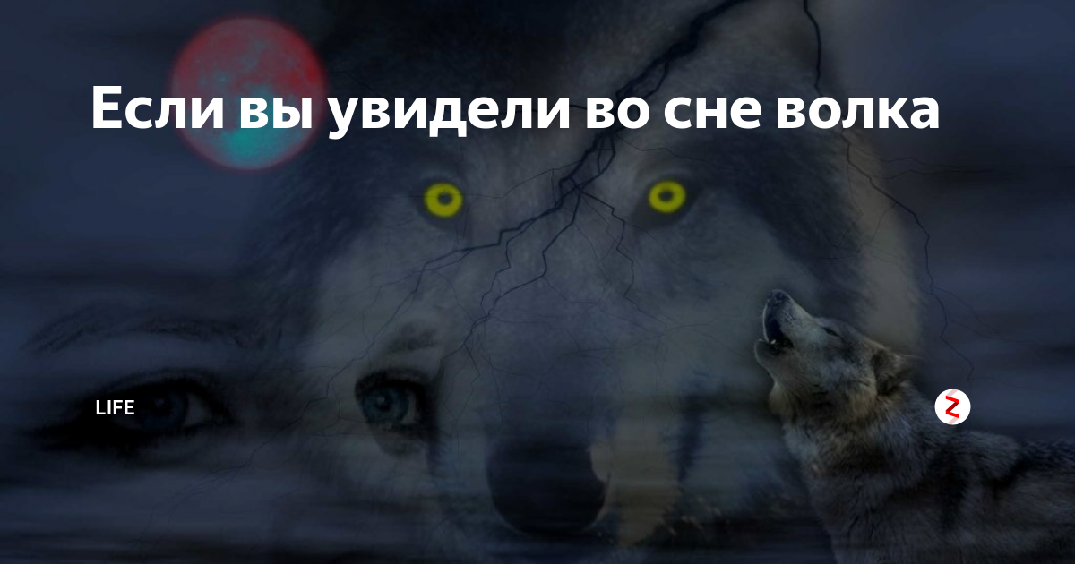 К чему снится волк (волчонок) женщине и мужчине: сонник