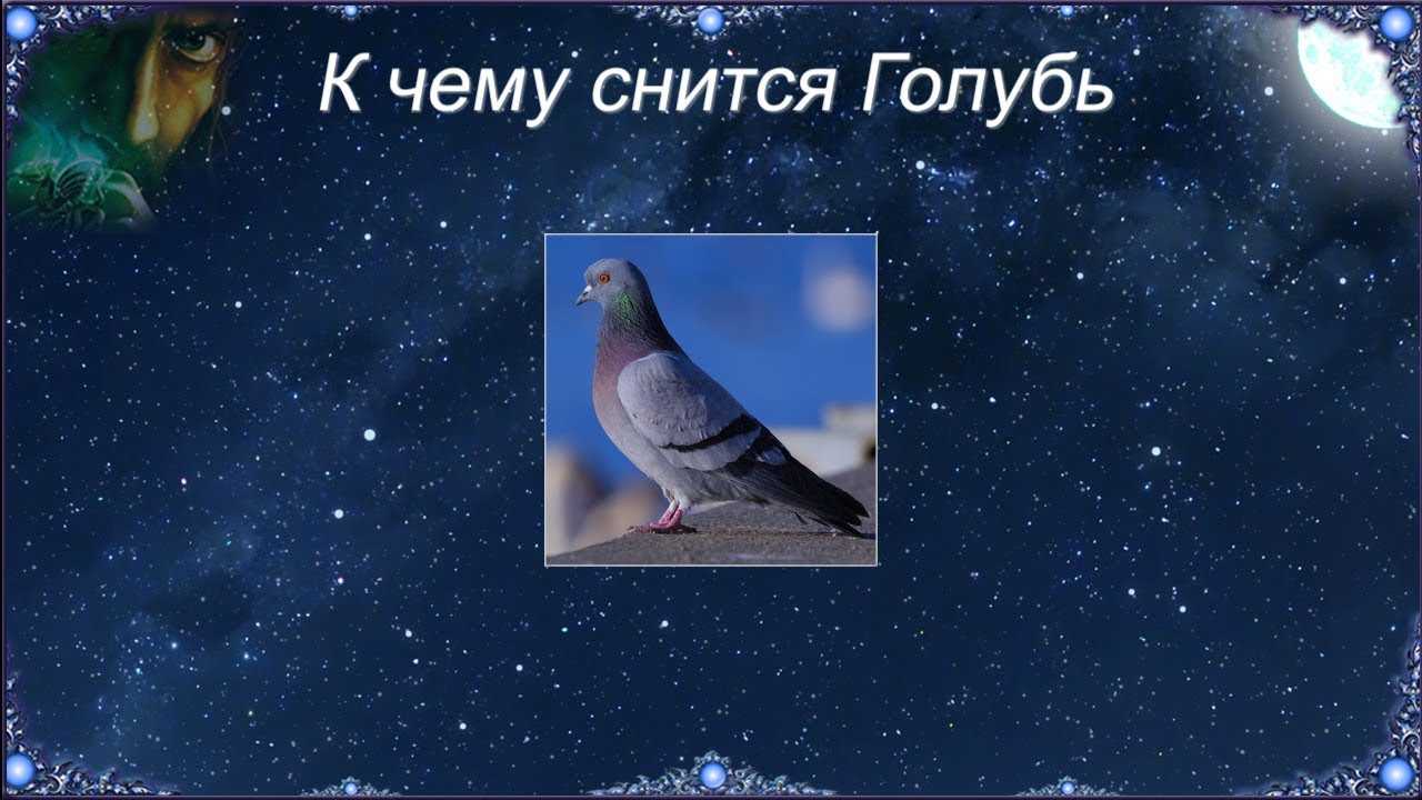 К чему снится голубь? сонник - голубь во сне.