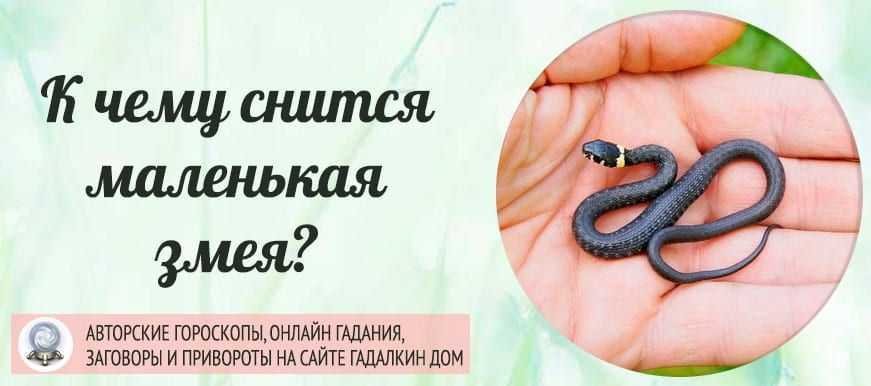 К чему снится змея?