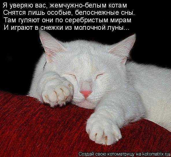 Приснился черный котенок 🐱 - топ 35 толкований ❗ по разным сонникам: к чему гладить во сне маленького черного с белым котика женщине, мужчине или девушке
