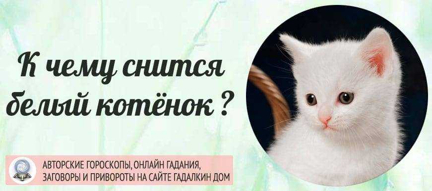 К чему снится больной котенок 🐱 — толкования по 43 сонникам 📚: что означает для мужчины или женщины видеть во сне на руках маленького черного или серого умирающего кота