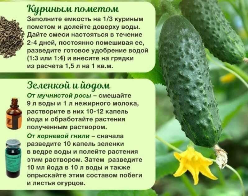 Сонник теплицы: к чему снятся теплицы женщине или мужчине