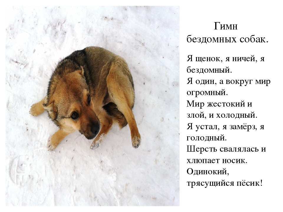Сонник убить собаку которая нападает. к чему снится сонник убить собаку которая нападает