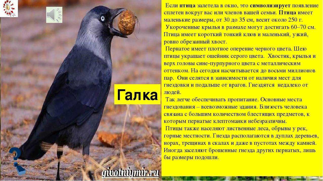 К чему снится  утка во сне — по 90 сонникам! если видишь во сне утка что значит?
