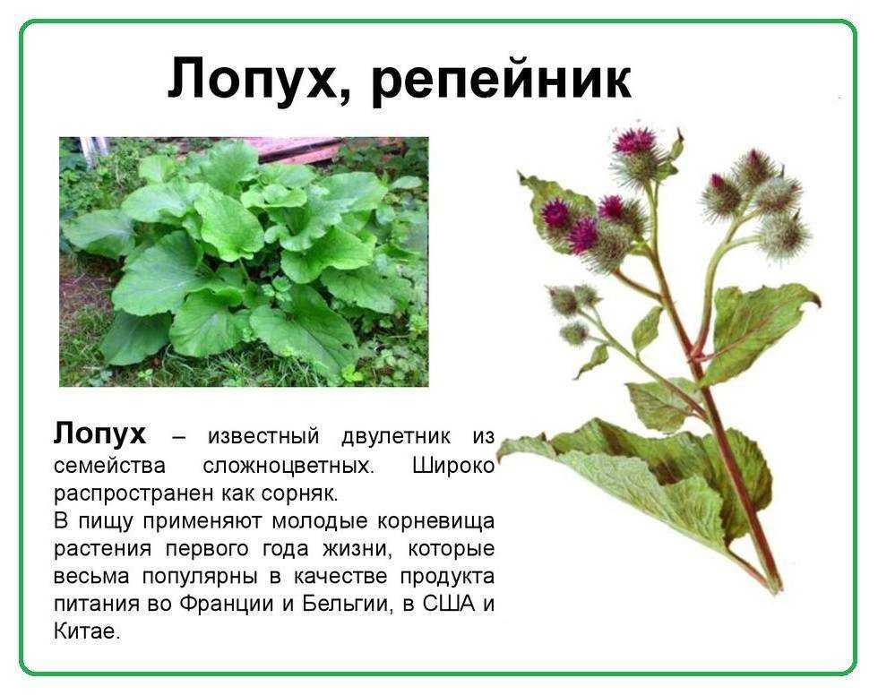 Сонник лопух  приснился, к чему снится лопух во сне видеть?
