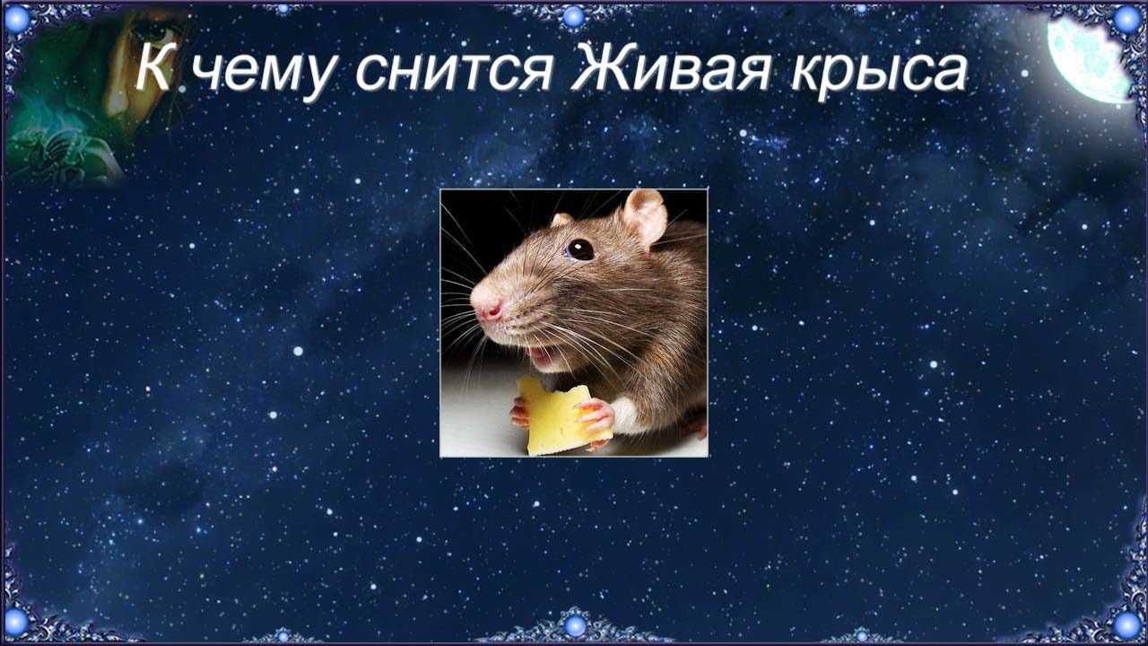 К чему снятся крысы - толкование снов. значение снов с крысами для женщин и мужчин