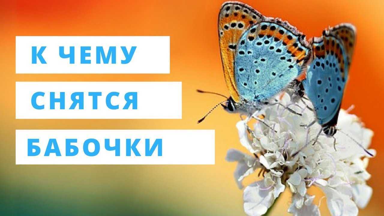 Сонник большой мотылек. к чему снится большой мотылек видеть во сне - сонник дома солнца
